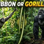 Gibbon or Gorilla